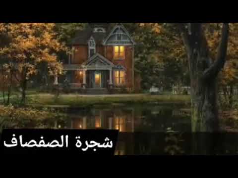 شجرة الصفصاف