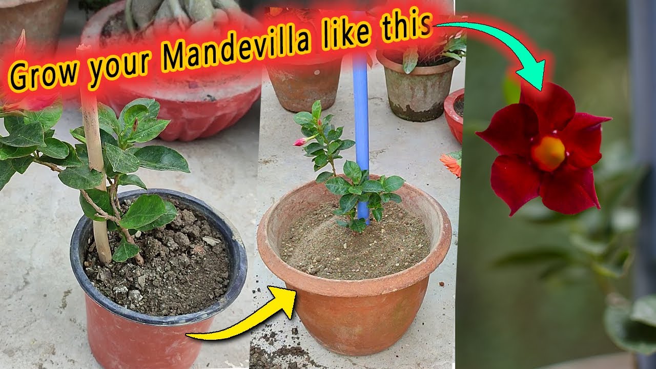 মানডেভিলা প্রতিস্থাপন ও পরিচর্যা How to repot and care Mandevilla