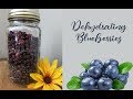 Dehydrating Blueberries ~ Homestead Corner
