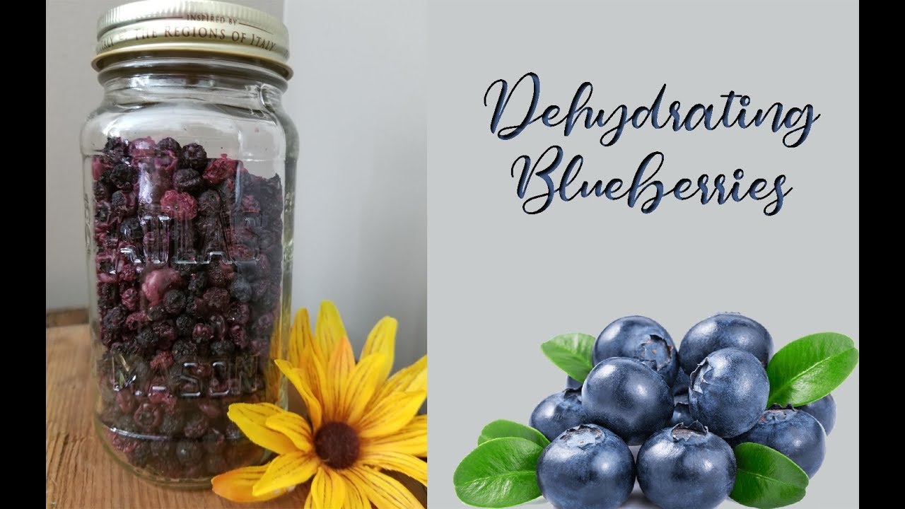 Dehydrating Blueberries ~ Homestead Corner