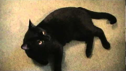 Talking Kitty Cat 7 - Learning To speak