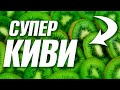 ЗОЖ! СУПЕР Киви! Смотри Советы, Секреты! | Здоровый Образ Жизни