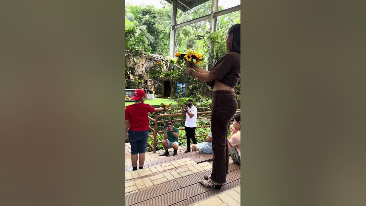 Cebu Safari Bird Show YouTube cebu-safari-bird-show-youtube