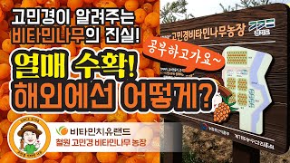 비타민나무 열매수확 하는 방법
