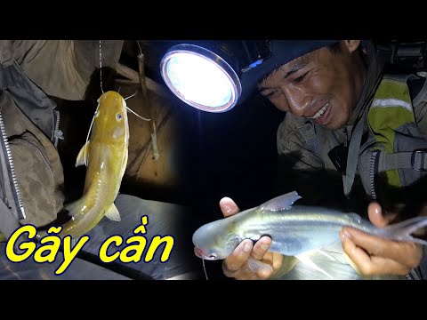 Video Cắm câu đêm Mã Đà, hàng nóng lôi gãy cần trong đêm ✅ - youtube
