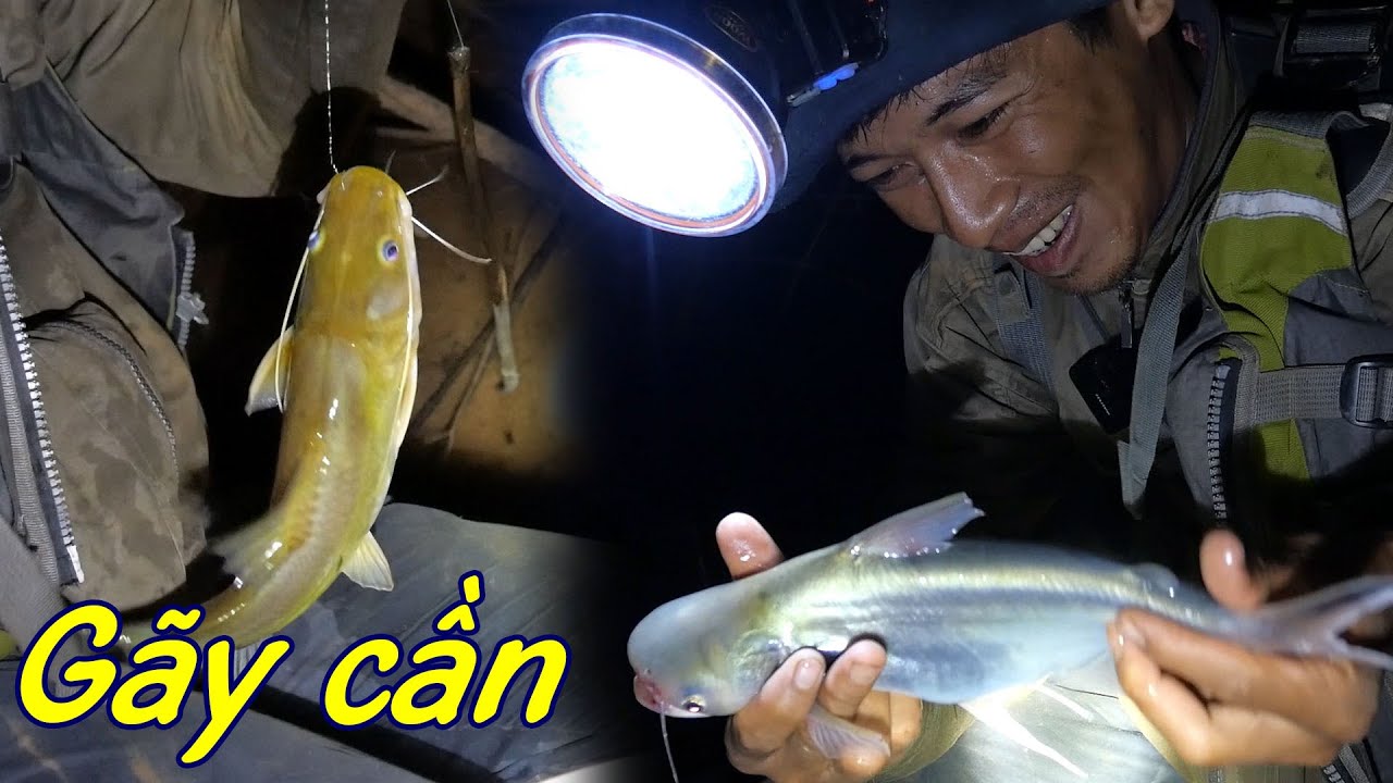 Cắm câu đêm Mã Đà, hàng nóng lôi gãy cần trong đêm ✅