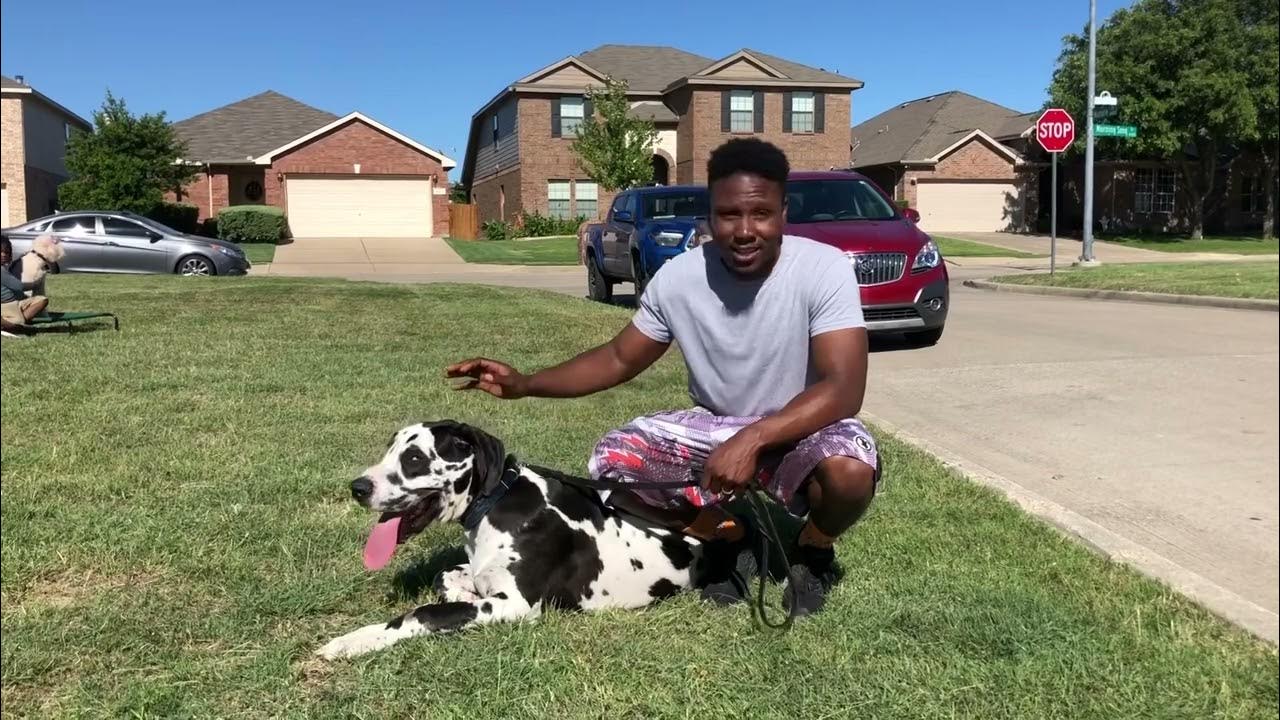 Fort Worth Dog Training Tip Top K9 YouTube