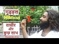 गुड़हल की तासीर और फायदे | Ayurvedic Benefits of Hibiscus Flower Gudhal Ke Phool By Nityanandam Shree