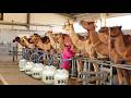 Inside the Camel Milk Industry | From Automated Milking to Premium Powder