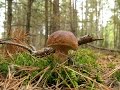 Собираем грибы в Егорьевском лесу Collect mushrooms in Yegoryevsk the woods