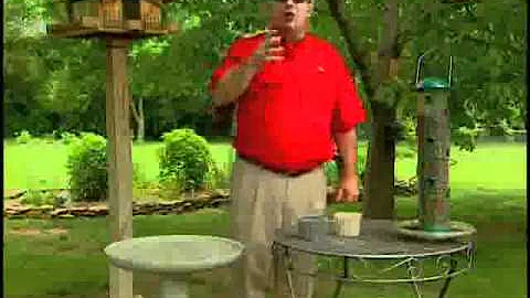 How to attract Cardinals with Birdman Mel