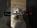#oddlysatisfying #cover #viral “relatable