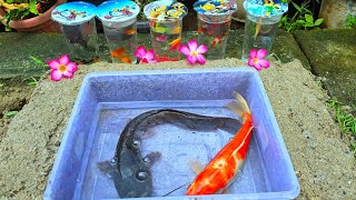 Unboxing Ornamental Betta Fish, Goldfish, Catfish, Ornamental Fish, Pond Fish, Koi Slayer, Discus...