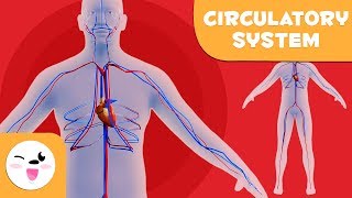 The Circulatory System  Learning the Human Body