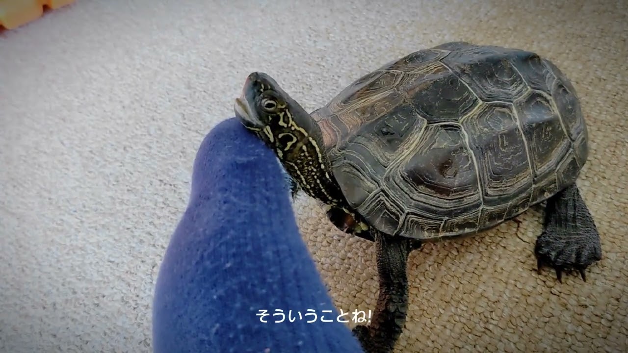 【朝はいつも元気なかめゴン🐢】人になつく亀の朝のルーティーン