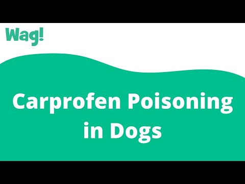 Carprofen Poisoning in Dogs | Wag!