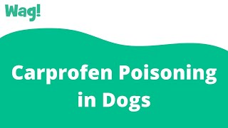 Carprofen Poisoning in Dogs Wag
