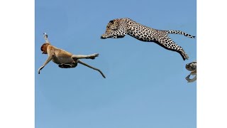 How a leopard chasing a monkey