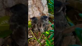 #bulbul#babybirdsound#red_vented baby bulbul