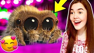 DESCOBRI A ARANHA MAIS FOFA DA INTERNET 😍 | LUCAS A ARANHA