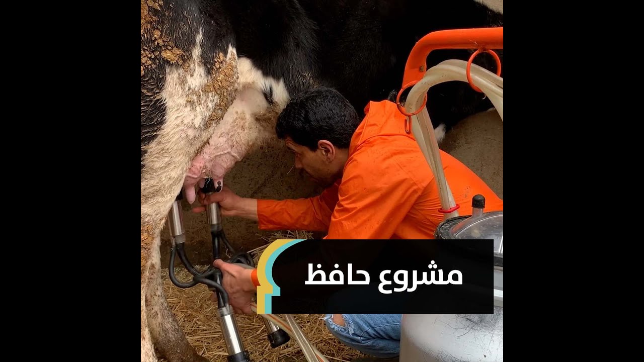 تونسي انطلق من الصفر فأصبح يملك قطيعا من الأبقار الحلوب يفوق 40 رأسا وينتج 400 لتر من الحليب يوميا