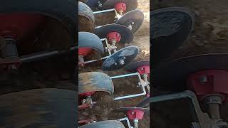 Precision planting of garlic