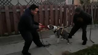 American Bullys That Work