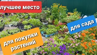 Лучшее место для покупки цветов и кустарников/ Где я покупаю цветы/В гостях у цветочницы