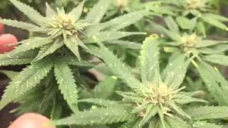 Week 4 Day 5 Flower BlueDream Critical SpydrX Plus LED