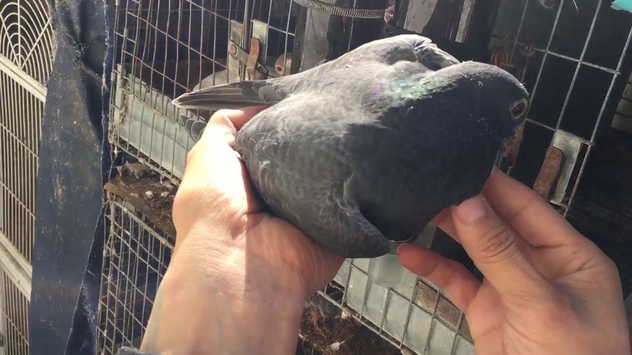 SOUTH AFRICAN BLACK EAGLE RACING HOMING PIGEONS/4 WEEKS OLD - YouTube