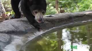 Moving Bears to their New Home
