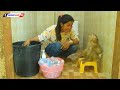 Adorable Monkey Kako Sit On Chair Help Mom Cleaning Milk Bottle