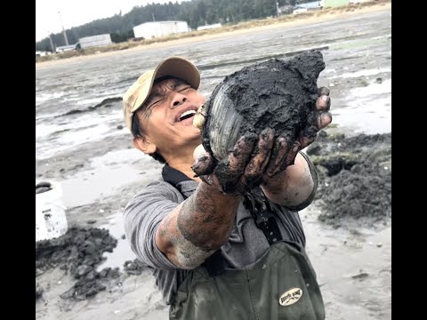Bong General Digging Horse Neck Clams in Coos Bay , Oregon  2022    ជីកគ្រុមក័សេះនៅខេគ្គ Oregon