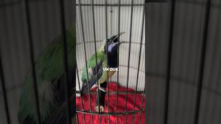 Cucak Ijo Vs Cucak Cungkok