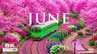 June Healing Nature 8K 2026 🌿 Morning Gardens, Soft Petals & Relaxing Music screenshot 5