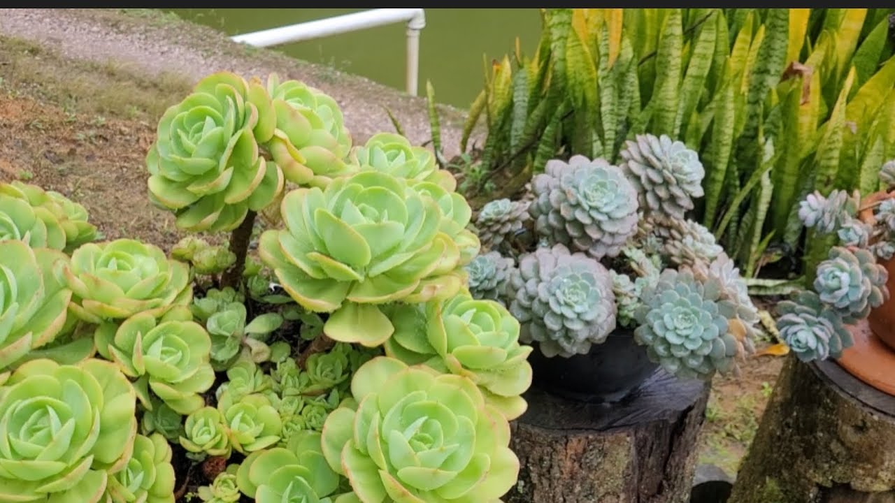 Desafio! Esqueceram de mim ,mas toma estou linda #suculentas  #jardim @JardimeArte-Suculentas 