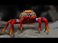 10 Most Beautiful Crabs In The World