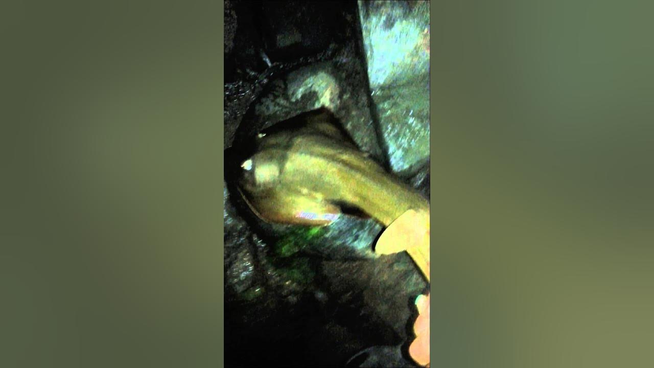 Big shovel nose Shark release Pacific beach YouTube