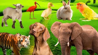 Cute Animal Sounds In Peaceful: Tiger, Peacock, Elephant, Sheep, Goat, Lion, ... | Animal Moments