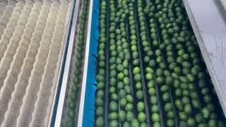 Peruvian Avocados going through packing line with Akorn Natural™ coating