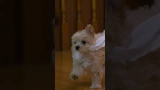 Adorable puppies go wild in the bathroom | Too Cute! | Animal Planet