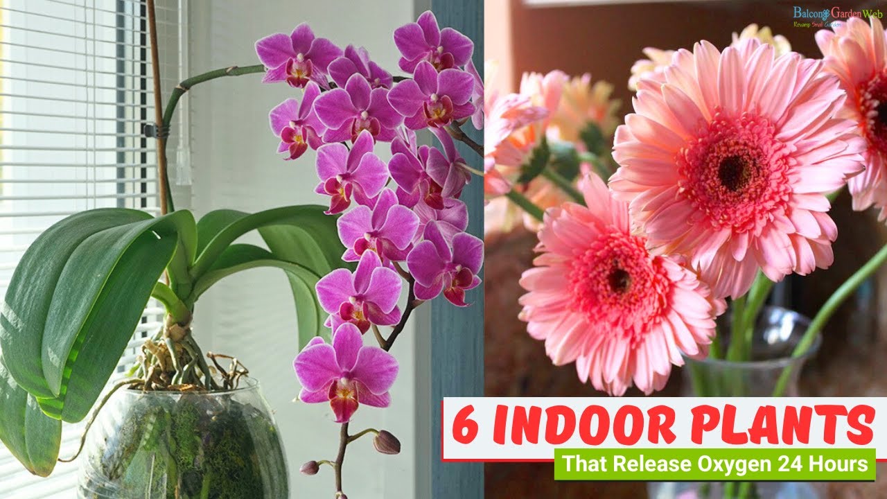 indoor polka dot plant Polka Dot Plant 2 Potted Houseplants