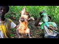 Hunting iguanas and manicou with real aggressive dogs caribbean iguana