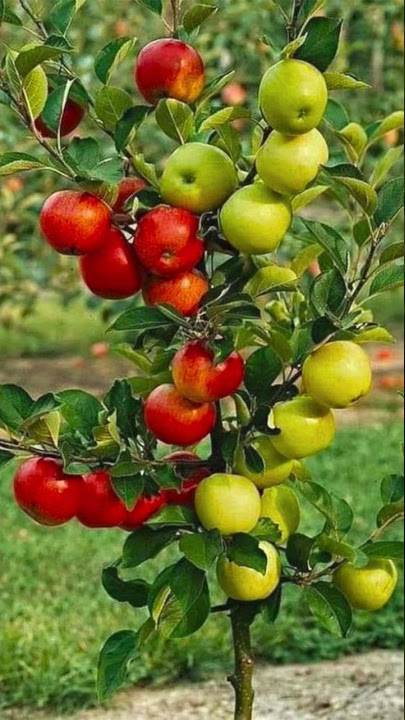 How to Graft Apple Tree - New grafting technique #grafting #gardening