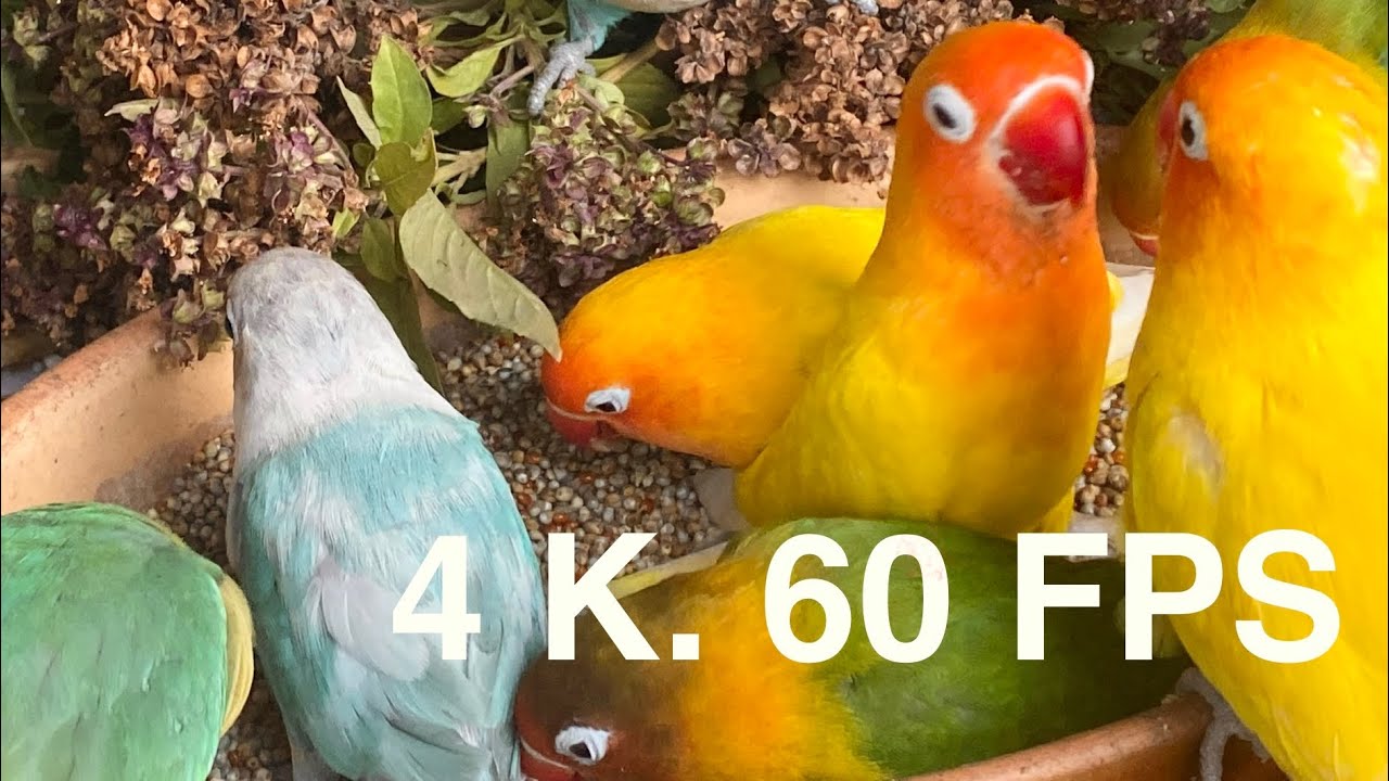 Adorable Lovebirds Moments ❤️ | Cutest Bird Video 4k 60 FPS