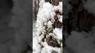 The perfect snowball #snow #offgridcanada #offgrid #livingoffthegrid #snowstorm