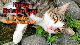 This is what happened when a friendly tabby cat came across me by SabeTian Animals 309 views 3 weeks ago 4 minutes, 16 seconds