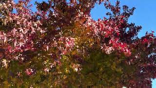 BEAUTIFUL VANCOUVER IN AUTUMN 🍁 | Fall Colours, Golden Trees & Magical Canadian Scenery