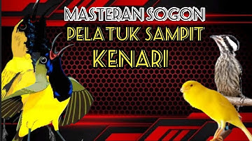 Sogok ontong||Masteran sogon kenari sambung pelatuk sampit