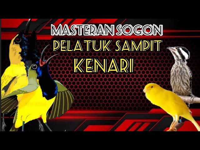 Sogok ontong||Masteran sogon kenari sambung pelatuk sampit class=